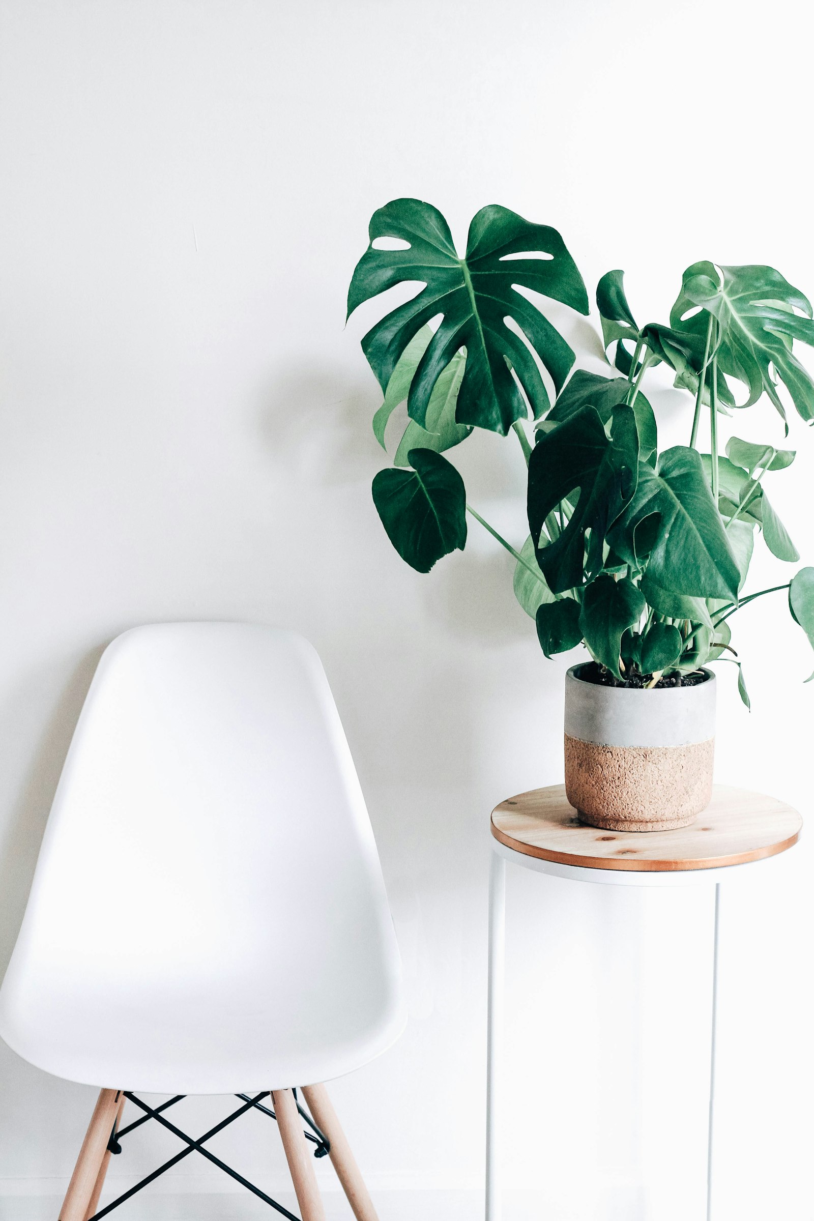 Roślina monstera